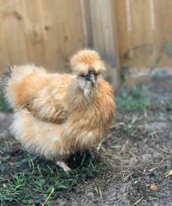 Buff Silkie Bantam Laying Hens